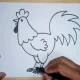 آموزش نقاشی خروس ساده