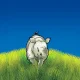 قصه جذاب و شنیدنی کرگدن کوچولویی به نام کاشا